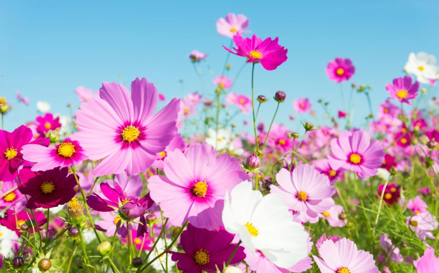 pink flowers against a blue sky