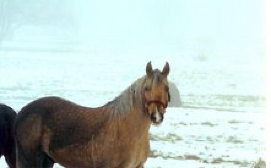 estie consequat, vel illum dolore 