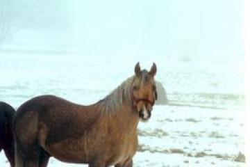 estie consequat, vel illum dolore 