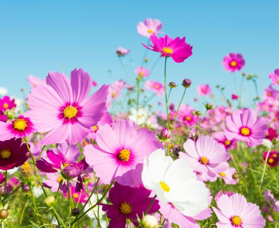 pink flowers against a blue sky
