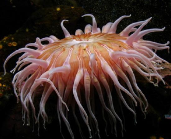 mutationem consuetudium lectorum