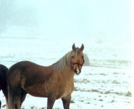 estie consequat, vel illum dolore 